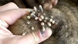 Removing Monster Mango worms From Helpless Dog! Animal Rescue Video