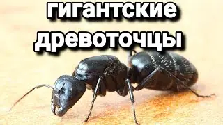 Распаковка и обзор муравьёв Campоnotus vagus. 