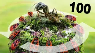 МУРАВЕЙ СРЕДИ 100 КЛОПОВ-СОЛДАТИКОВ! ЭКСПЕРИМЕНТ. Exelys Media