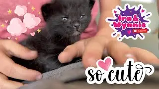 Ira and Wynnie's Multiplying Kittens // The Cutest Video of All Time #Kittens #kitty #youtubekids ✨