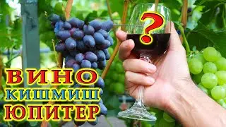 Вино из кишмиш юпитер | Ответы на вопросы