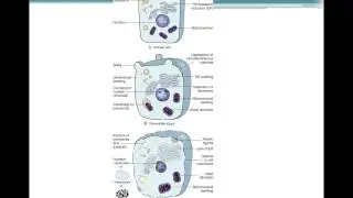 Chapter 4 Cell Injury, Aging and Death BIOL300