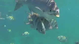 cozumel mexico snorkel 3