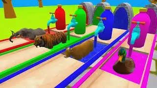 Duck Tiger Cow Elephant Cartoon | Fountain Crossing Animal Transformation | wild animals