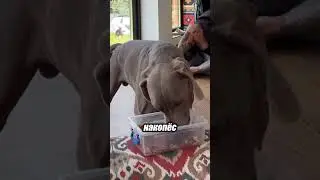 Собака и грабители: как она отреагирует? 🕵️‍♂️🐾