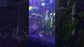 pakan glofish murah dan bikin nyala nambah terang