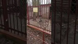 Волки пуф #shots