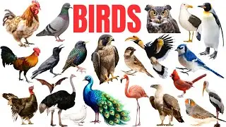 Birds Names And Sounds | Learn 50 Birds Names in English | Birds Vocabulary for kids 