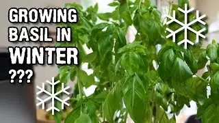 I've given up growing BASIL in winter!