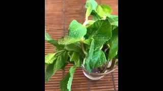 How to grow mint quickly?