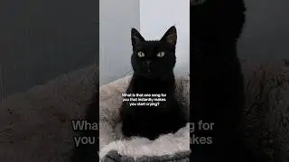 Every single time...😭 #funny #funnyvideos #cats #memes #catmemes #blackcats #shorts #comedy