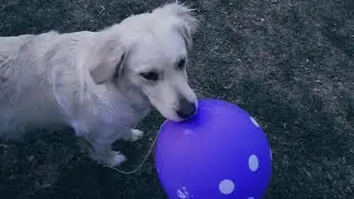 Golden Retriever opens her own birthday gift.