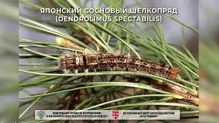 Японский сосновый шелкопряд (Dendrolimus spectabilis)