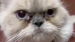 Cat Eating