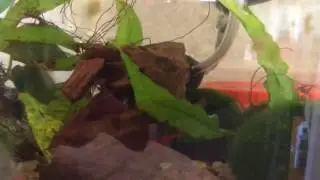 Celibate Red Cherry Shrimp marina 360