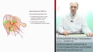 Большаков   верхняя конечность 480p