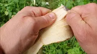 Harvesting and processing linden bark
