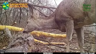 European roe deer eat branches off a tree felled by beavers / Европейские косули Capreolus capreolus