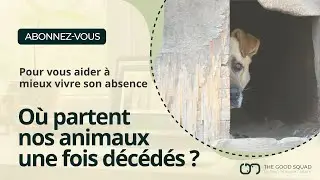Où partent nos animaux une fois décédés ?