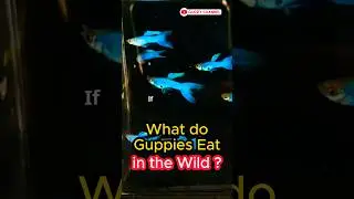 Guppy Fish Care - What do Guppies Eat in the Wild ? #guppychannel #fishtank #facts #aquarium