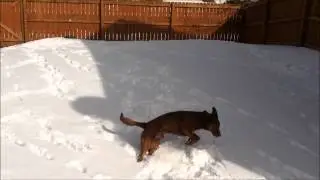 Jackson playing