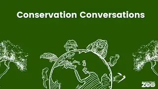 Conservation Conversation: Eastern Hellbender