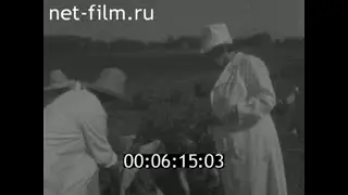 1979г. Мичуринск. институт садоводства. ягодный питомник