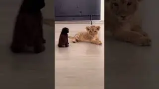 Lion vs Panther Fight