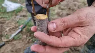 Prun transplantat si altoit in coaja - Cea mai simpla metoda de altoire fara  unelte speciale