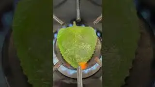 Put 1 leaf of oregano on the stove!