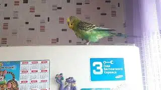 talking parrot говорящий попугай. 👍👍👍