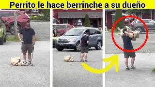 Perro hace berrinche y se tira al suelo | Su dueño tiene que cargarlo para llevárselo