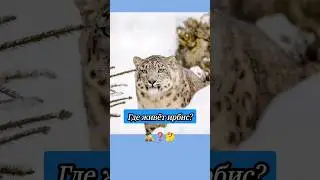 Где живёт снежный барс? 🤔 