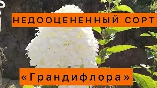Гортензия «Грандифлора», НЕ ИГНОРИРУЙТЕ ЕЁ!