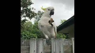McVitie’s McBudgie