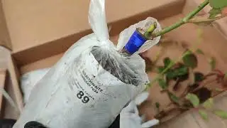 Новые розы в мою коллекцию.