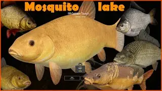 Mosquito lake First Gold Tench & Trophy Carp Spot  | Russian Fishing 4 RF4