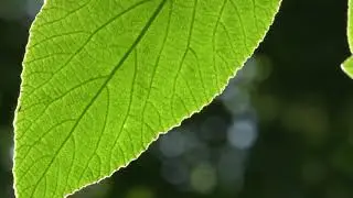 У-син Печень