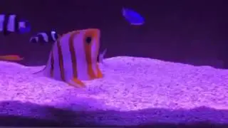 咸水魚 🐠  海底奇兵 😆