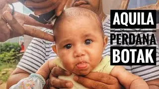 Perdana Aquila Botak