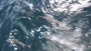 Dolphins Swimming - Newport Beach (Full)