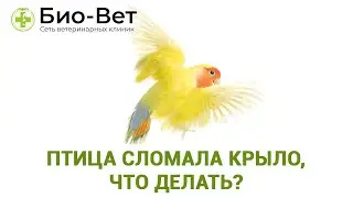 Птица Сломала Крыло, Что Делать // Травма Крыла у Попугаев // Сеть Ветклиники БИО-ВЕТ