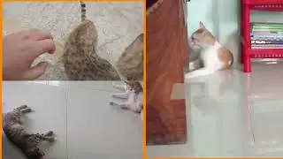 SPLIT SCREEN Effects YES