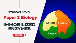 Immobilized Enzymes | AS Level - P2 | Biology with Dr Lakho