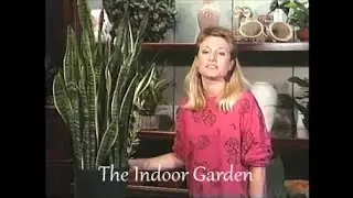 About the Snake Plant