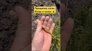 Прищипка сосен: результаты как есть!