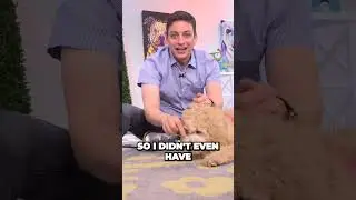 Unleashing the Surprising Talent of Your Dog A Crawl Tutorial