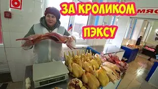 За кроликом, Пэксу на день рожденья