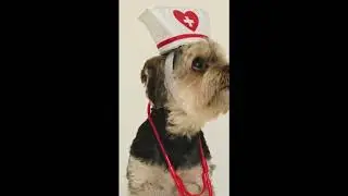 Roupas para cães em 3 estilos #shorts