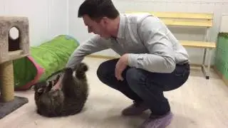 Довольный енот играет с гостем